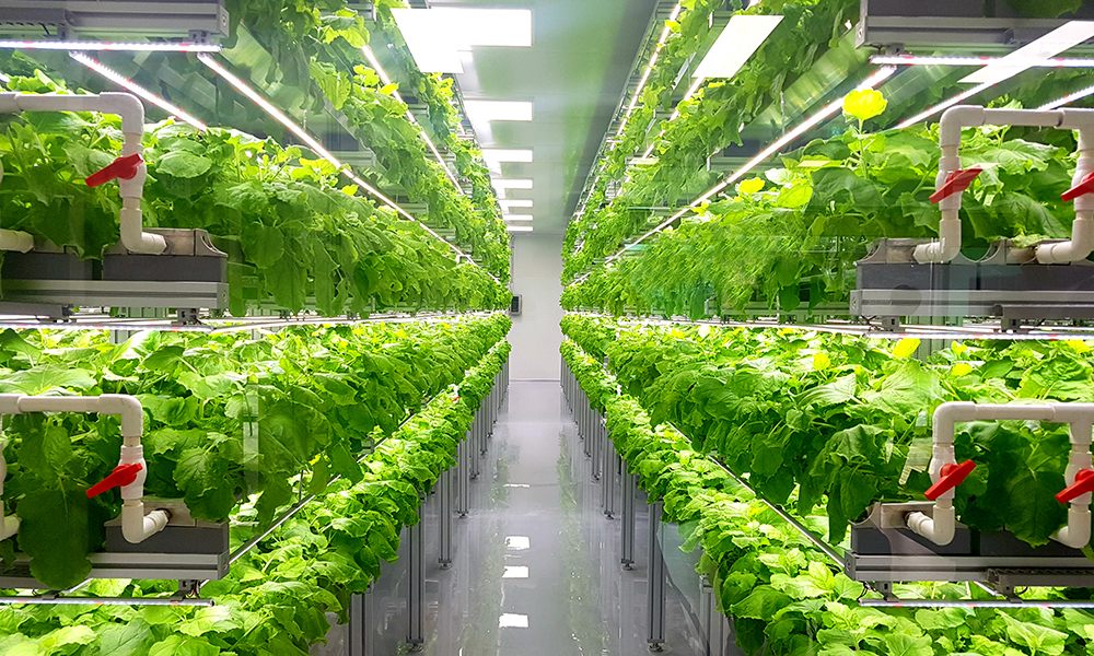 Hydroponics1_1267972453_1000x600-1.jpg