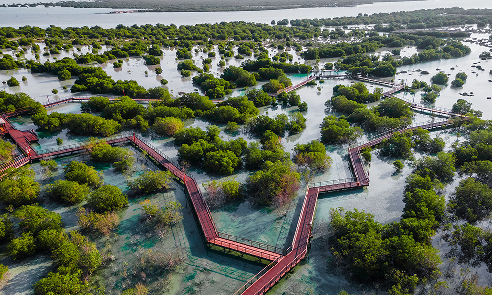 Abu-Dhabi-Mangroves_1000x600-1.jpg